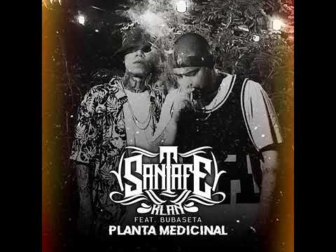 Santa Fe klan # planta medicinal #