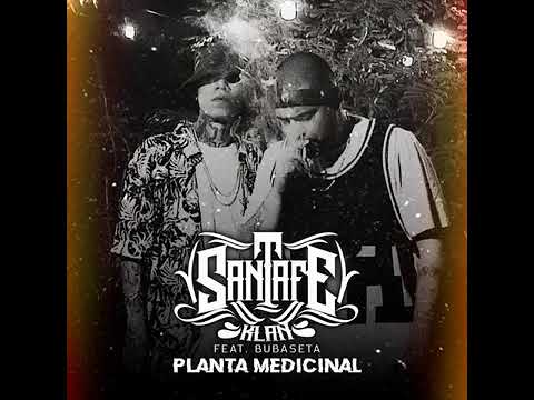 Santa Fe klan # planta medicinal #"babuseta"