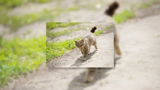 Nirvana - Something In The Way Sped Up Reverb