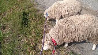 ピルドアベア ひつじ 羊 ヒツジ販売 - ペットショップRicky /珍獣エキゾチックアニマル