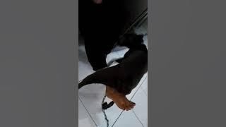 Ciri ciri Anjing lagi birahi