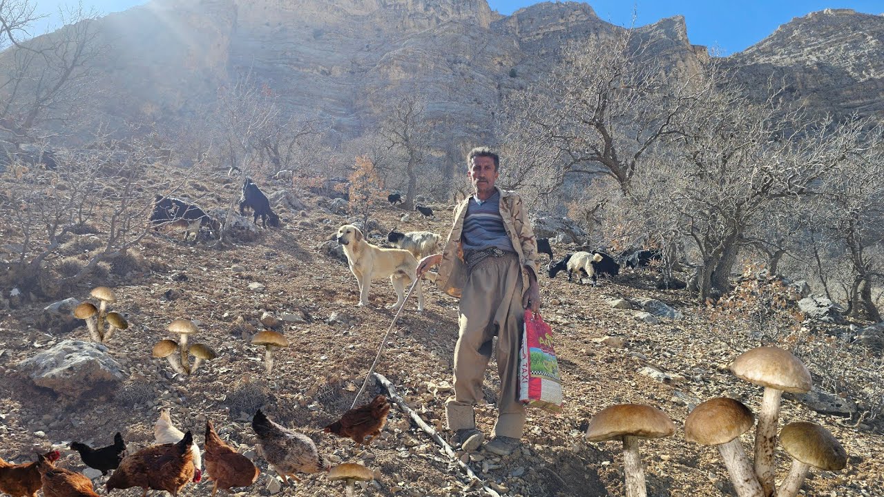Приключения в кочевой жизни | Сбор грибов и диких желудей, перевозка коз в горы