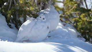 White tailed Ptarmigans