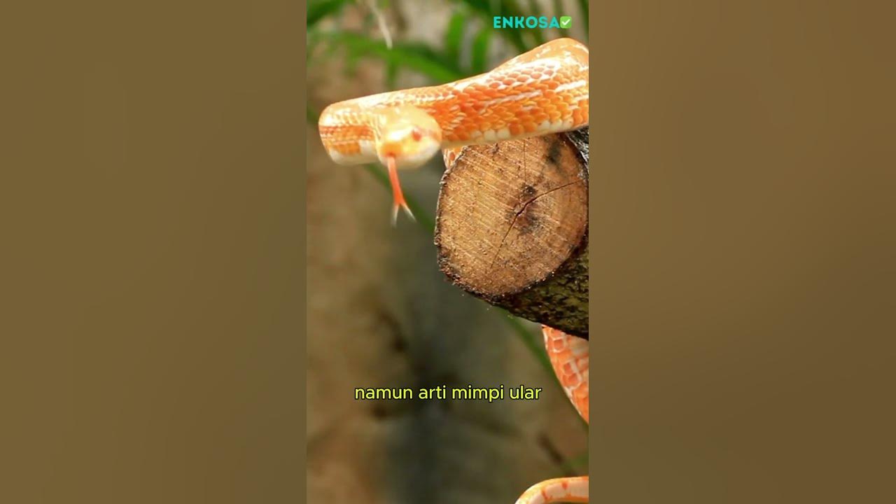 Jinsiy porno mashinasi orgazm