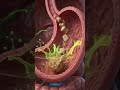 Digestive system  #biology