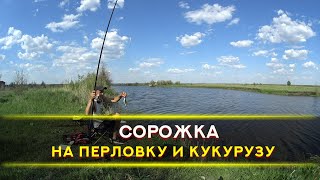 Сорожка, плотва на перловку и кукурузу, ловля на поплавок