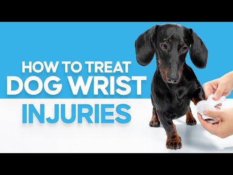 Videó: Melyek a felnőtt kutyák carpalis szubluxációs kezelései?