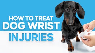 How to Treat Dog Wrist Injuries: Carpal, Sprains & Hyperextension by OurFitPets 6,050 views 1 year ago 3 minutes, 27 seconds