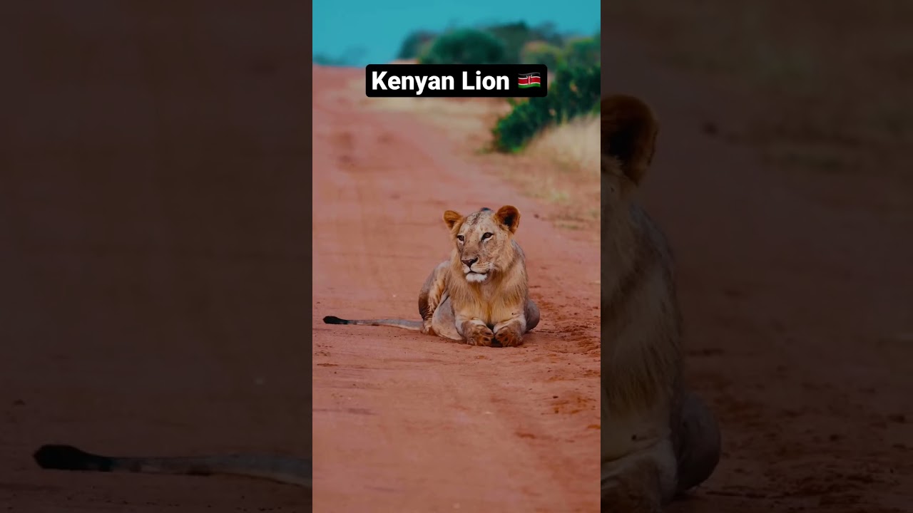 Lion blocking the road 🇰🇪