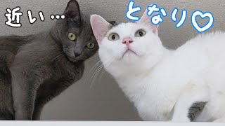 拒否られてもハムちゃんの隣に居たいチロさん