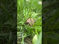 #baby #cute #cutebaby #funny #comedy #nature #vlog #puppy #love #turtle #socute #pretty #animals