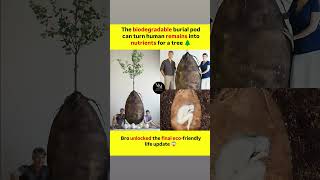 The biodegradable burial pod can actually turn human remains into nutrients for a growing tree 🌳