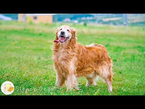 10 HOURS OF RELAX MY DOG MUSIC!! Longest Video Yet! Relaxing Pet Music, Soundsweep 🐶