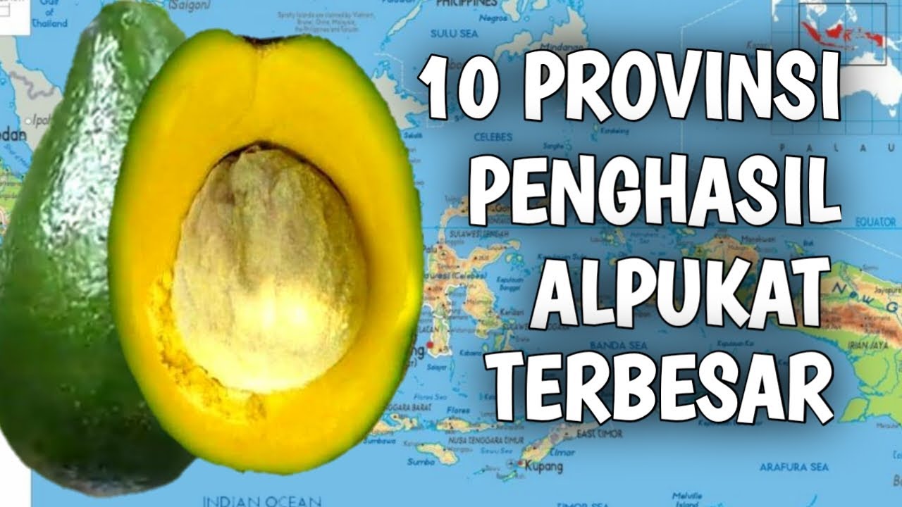 10 Provinsi Penghasil Alpukat Terbesar di Indonesia !! EPS. 33