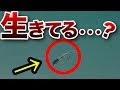 【アジングワーム】水中映像/アジング、メバリングに！堤防からキャストしたらアクションは？オススメワーム紹介