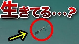 【アジングワーム】水中映像/アジング、メバリングに！堤防からキャストしたらアクションは？オススメワーム紹介