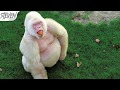 Top 5 Animales Albinos Adorables