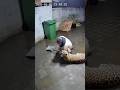 Leopard Attacks Man 😱😨 #wildlife #leopard #attack #sora2 #viral #shorts #dhurandhar