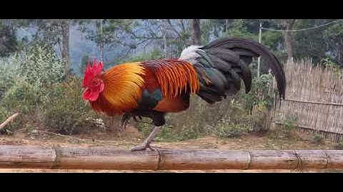 qaib dib quas zoo 2022-2023. ไก่ต่อ2022-2023 Garung