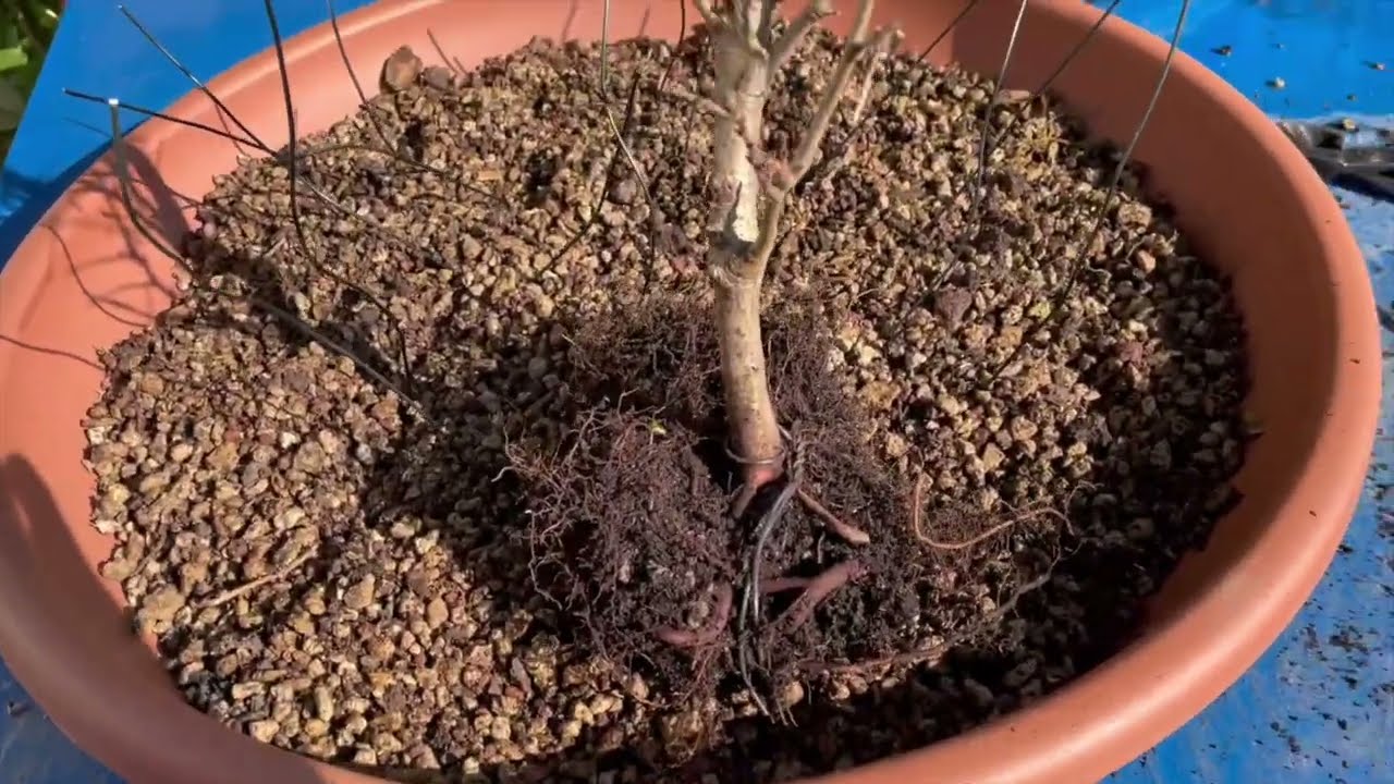 BOSCHETTO DI FAGGI - Creazione boschetto bonsai