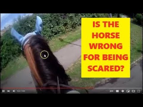 DOG HORSE ATTACKS SPIDER 