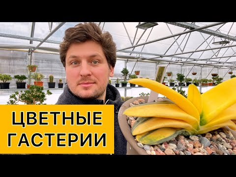 Video: Gasteria өсүмдүктөрүнө кам көрүү - Gasteria ширелүү өсүмдүктөрүнө кантип кам көрүү керектигин үйрөнүңүз