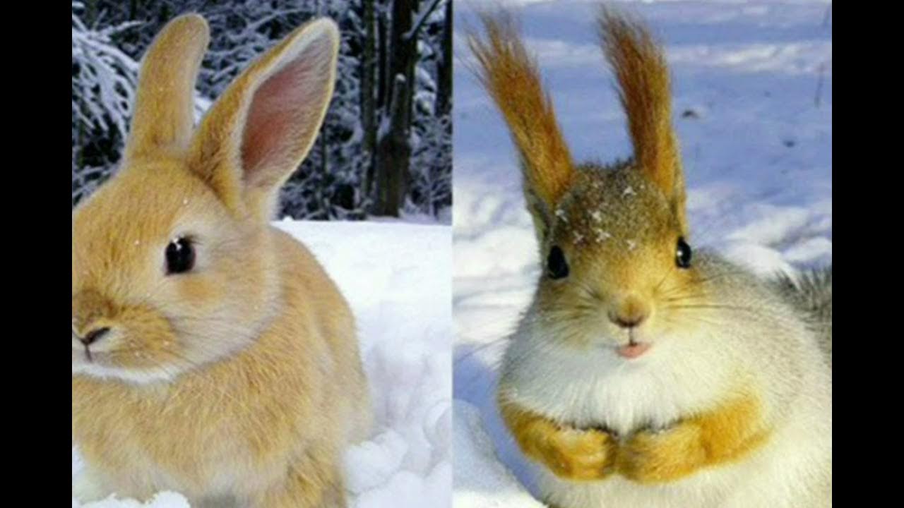 Белки зайки. Декоративные кролики породы белка. Белка и заяц. Заяц с елкой. Зайцы и белки.