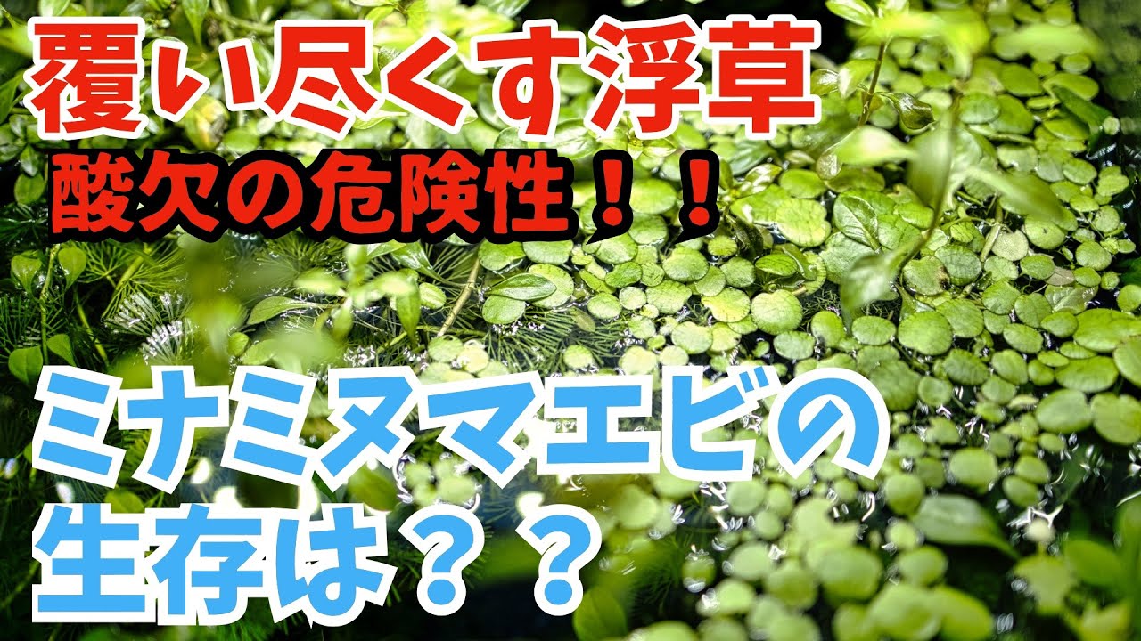水面を覆う浮草でも酸欠にならない理由を考察 Youtube