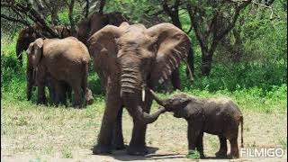 Tanzánia & Zanzibar 2022