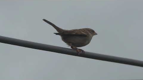 Slow motion sparrow flight after mating