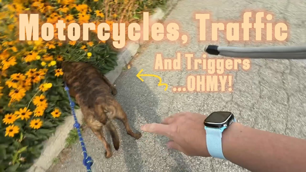 This Unsocialized, Reactive, High Energy Herding Dog Becomes Fearless - Summer 2025