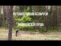 Налибокская пуща в Беларуси. На велосипеде по Налибокам. Радиальный веломаршрут 25 км из Белокорец.