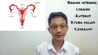 Sistem Reproduksi Wanita Zyn