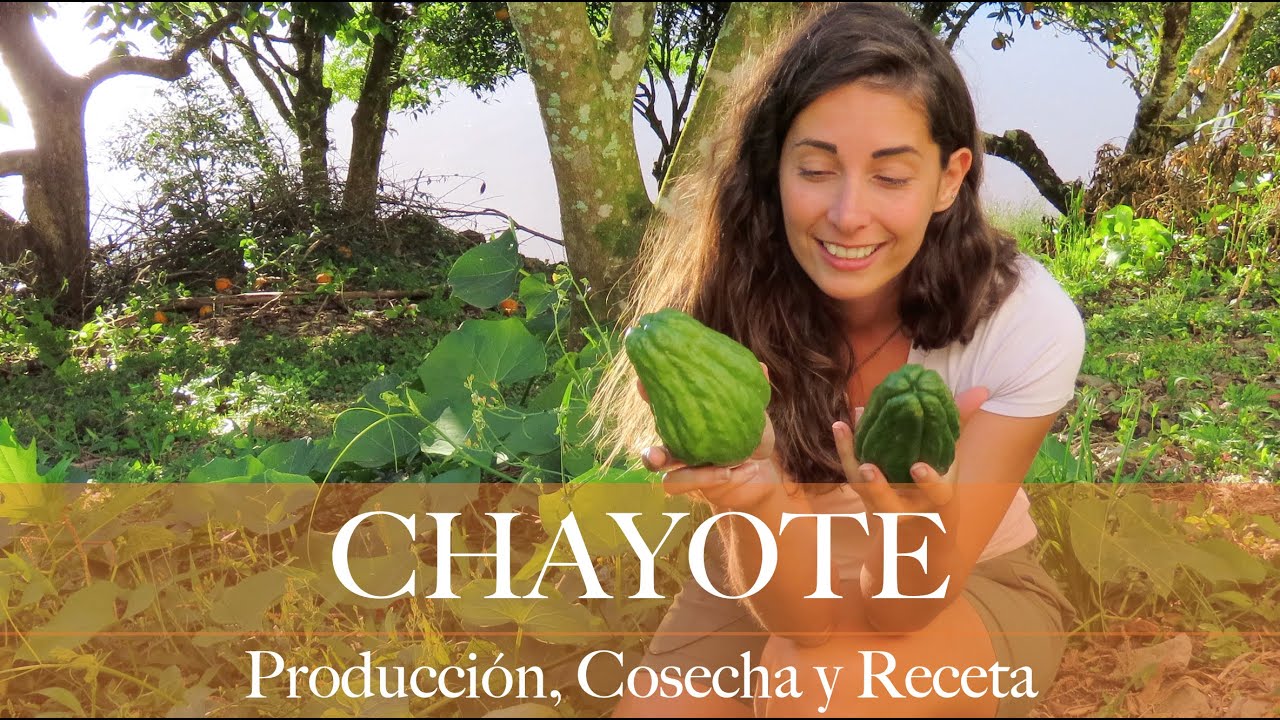 La COSECHA del CHAYOTE