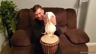 Duck playing the drums (Kløn Psytrance meme)