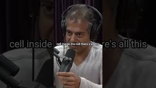 Joe Rogan and Naval Ravikant.