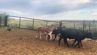 Educating cattle to a dog by Satusstockdogs 3,990 views 9 months ago 6 minutes, 8 seconds