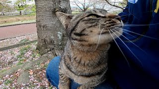 顔みたら大急ぎで駆け寄ってくる野良猫