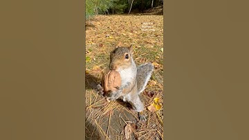 Pretty catches a walnut!!⭐️🌰🐿️⭐️ #squirrelwhisperer #melgsbackyardsquirreling