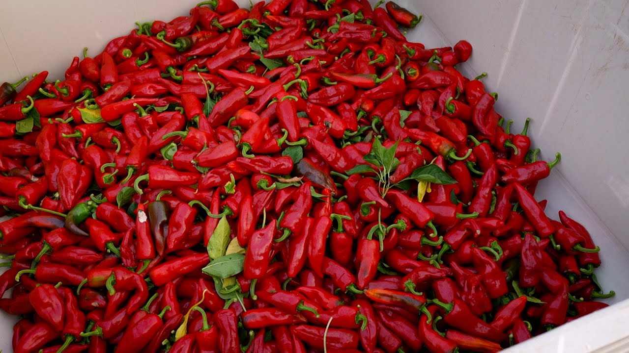 Mendocino Chili Peppers - America's Heartland