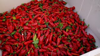 Mendocino Chili Peppers - America's Heartland by America's Heartland 1,353 views 10 months ago 4 minutes, 58 seconds