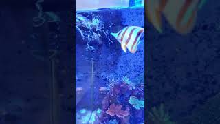 Feeding Copperband Erfly With Live Black Worms