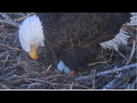 JACKIE LAYS EGG#2 OF HER 2ND CLUTCH! π π TEA KETTLE WHISTLES! Big Bear FOBBVCAM 2.27.26