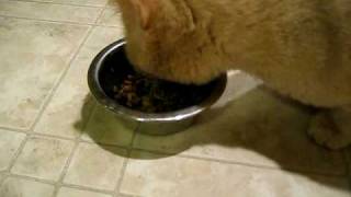 My cat beamer eats his food very fast, so we ended up switching him to
a bowl called the dog pause bowl. this is designed get dogs eat
slower, but...