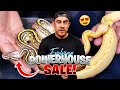 You Won't Believe What We Hatched + Snakes 4 Sale