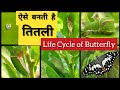 195:- Life Cycle of Butterfly / Lime Butterfly Life Cycle / तितली का जीवनचक्र / Lime Caterpillar