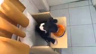 Neron, Mi Bull Terrier Con Megaesofago.