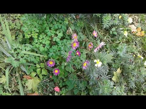 Video: Astry (74 Fotografií): Ako Vyzerajú Listy Viacročných Kvetov? Názvy Druhov Bylinných Rastlín Na Otvorenom Priestranstve. Jeseň A Iné Astry Do Záhonov