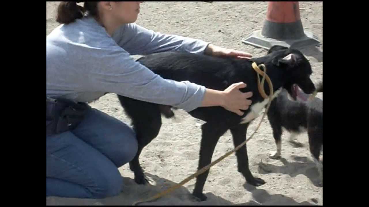 Animalinneed: Video of Koen!