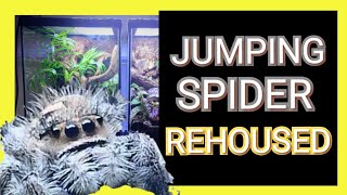 Rehousing My Jumping Spider (+ Spider Clips)